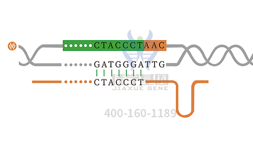 【佳學基因檢測】孟買表型基因解碼、<a href=http://www.sushiinoueharlem.com/tk/jiema/cexujishu/2021/31933.html>基因檢測</a>的報告看得懂嗎？
