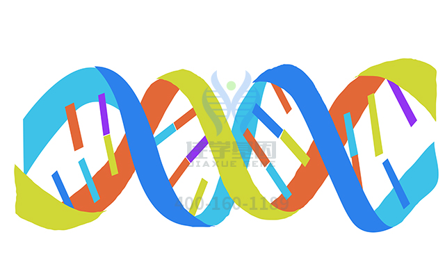 【佳學(xué)基因檢測】遠端型遺傳性運動神經(jīng)病II型基因解碼、<a href=http://www.sushiinoueharlem.com/tk/jiema/cexujishu/2021/31933.html>基因檢測</a>可以只做基因解碼嗎？