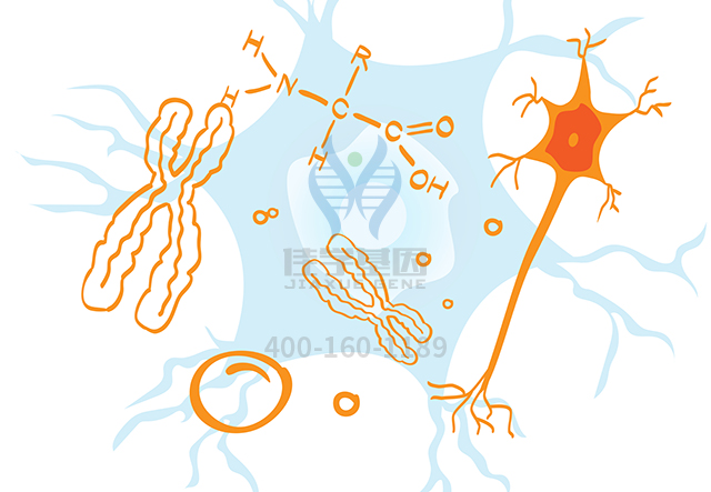 【佳學(xué)基因檢測】如何區(qū)分精神發(fā)育不全23型基因解碼、<a href=http://www.sushiinoueharlem.com/tk/jiema/cexujishu/2021/31933.html>基因檢測</a>？